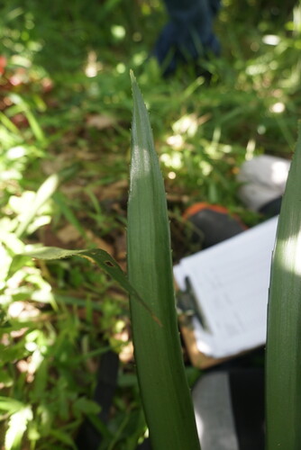 Zamia loddigesii, photograph 6