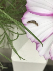Evergestis rimosalis