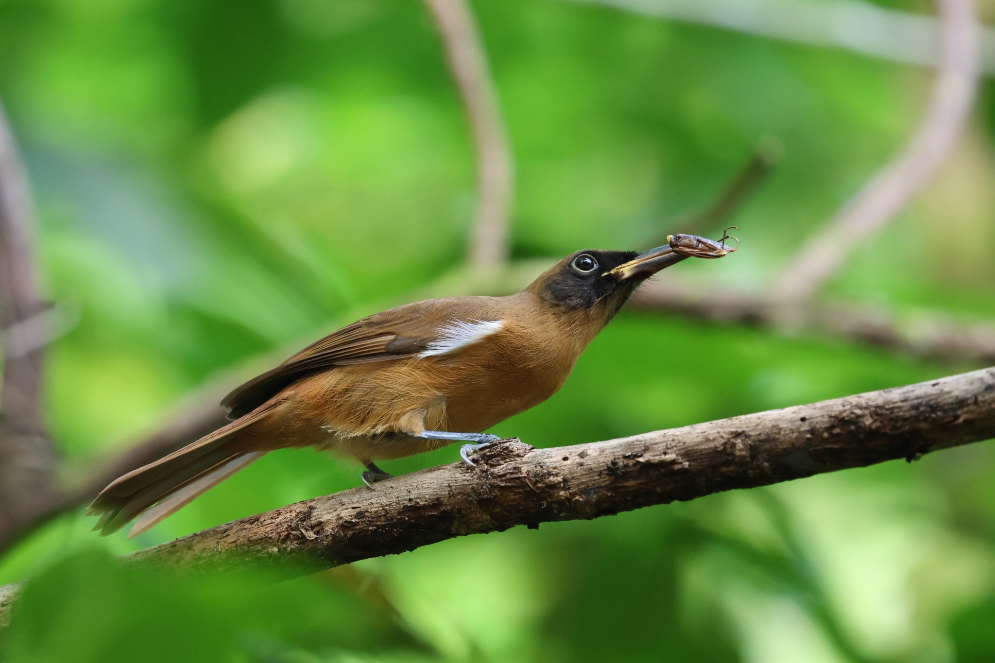 Rennell Shrikebill illustration