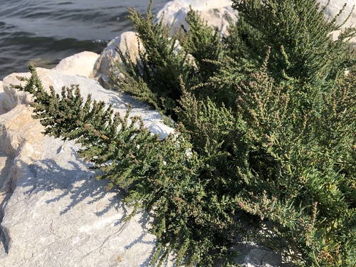 Suaeda maritima iNat (3)
