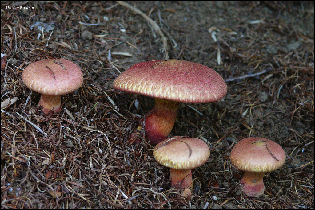 Suillus spraguei · August 2011 · photo: © dmitry_kulakov (iNaturalist, cc-by)