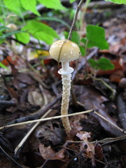 Leratiomyces squamosus thraustus