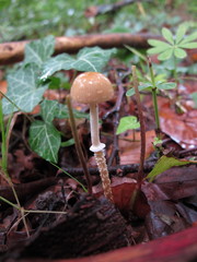 Leratiomyces squamosus thraustus