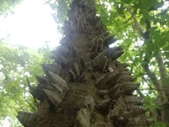 Ceiba aesculifolia