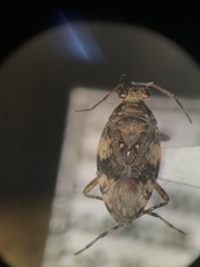 Teloleuca bifasciata