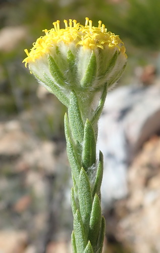 Image of Hymenolepis gnidioides by (c) Nicola van Berkel, some rights reserved (CC BY-SA)