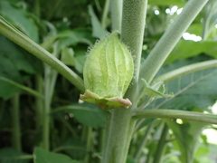 Anisodus stramoniifolius, photograph Patricia Rose, CC BY, iNaturalist via GBIF