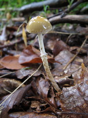Leratiomyces squamosus thraustus
