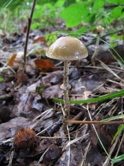 Leratiomyces squamosus thraustus
