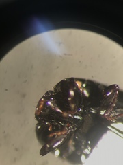 Platylomalus aequalis