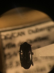 Platylomalus aequalis