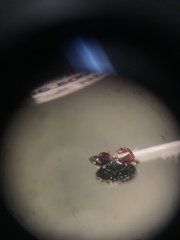 Platylomalus aequalis