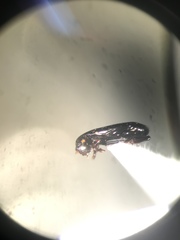 Platylomalus aequalis