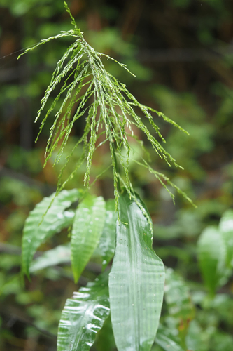 Centotheca lappacea