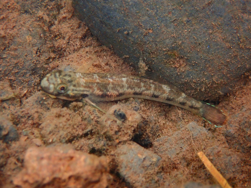 Bichique (Sicyopterus lagocephalus) — Gobiidae — 5