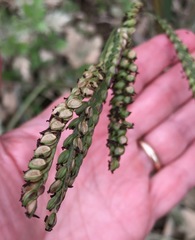 Paspalum boscianum