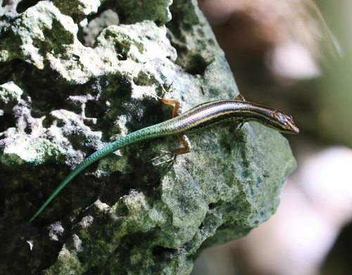 Emoia pseudocyanura observed 2025-07-02