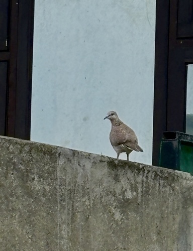 Spotted Dove