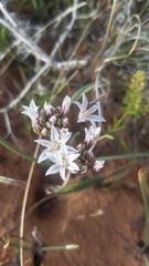 Allium macropetalum
