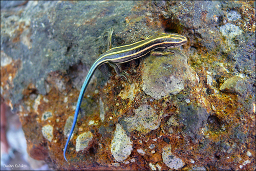 Far Eastern Skink, Plestiodon finitimus