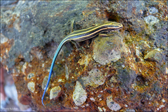 Far Eastern Skink photo 2