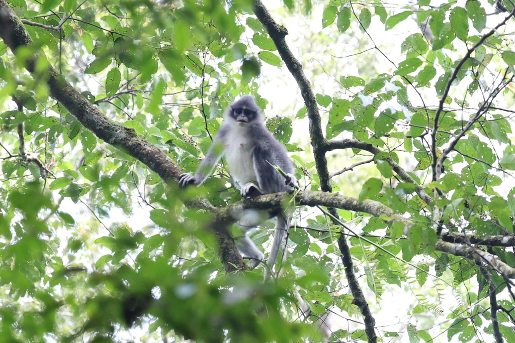Java Surili Javan Surili in July 2025 by Gideon Lam · iNaturalist