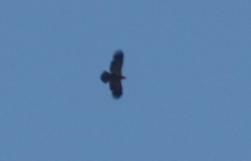 Golden Eagle photographed in Rhode Island