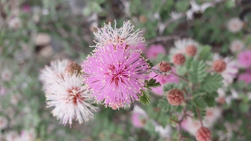 Mimosa emoryana