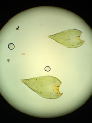 Hedwigia stellata