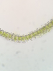 Hedwigia stellata