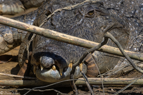 Little File Snake sighting