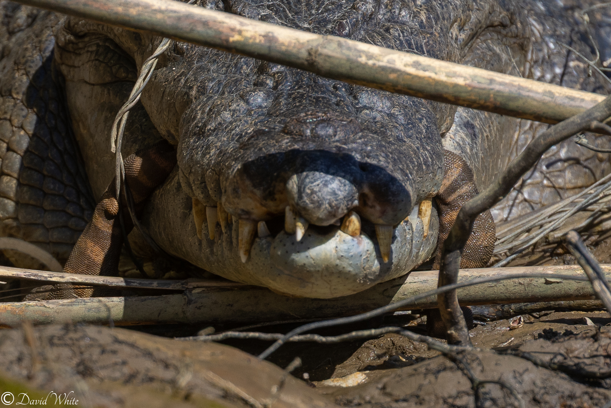 Acrochordus granulatus (Schneider, 1799)