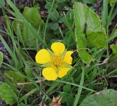 Sibbaldia cuneifolia