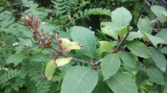 Syringa emodi