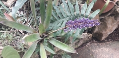 Aechmea lueddemanniana