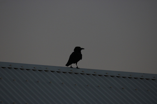 Cuervo de Bennett (Corvus bennetti)