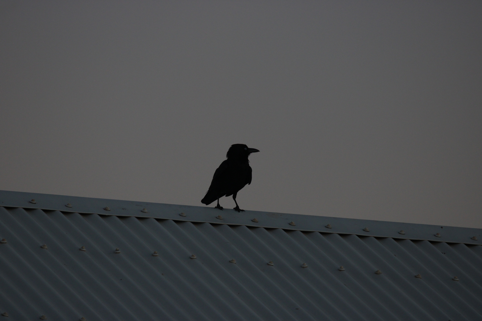 Little Crow (Corvus bennetti)