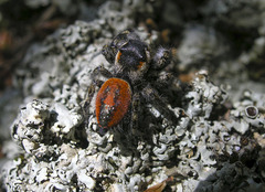 Phidippus concinnus