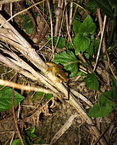 Polypedates leucomystax