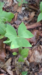 (c) Violetta Dzizyurova, some rights reserved (CC BY) Oxalis obtriangulata, photograph (c) Violetta Dzizyurova, some rights reserved (CC BY)