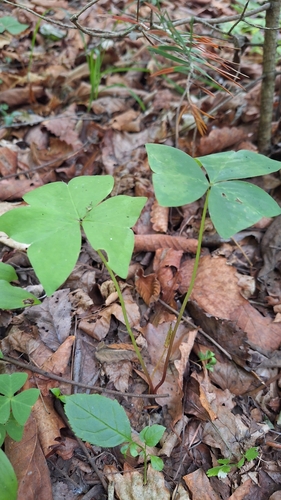 Oxalis obtriangulata, photograph 6