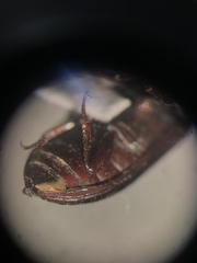 Alphitobius diaperinus