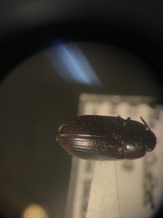 Alphitobius diaperinus