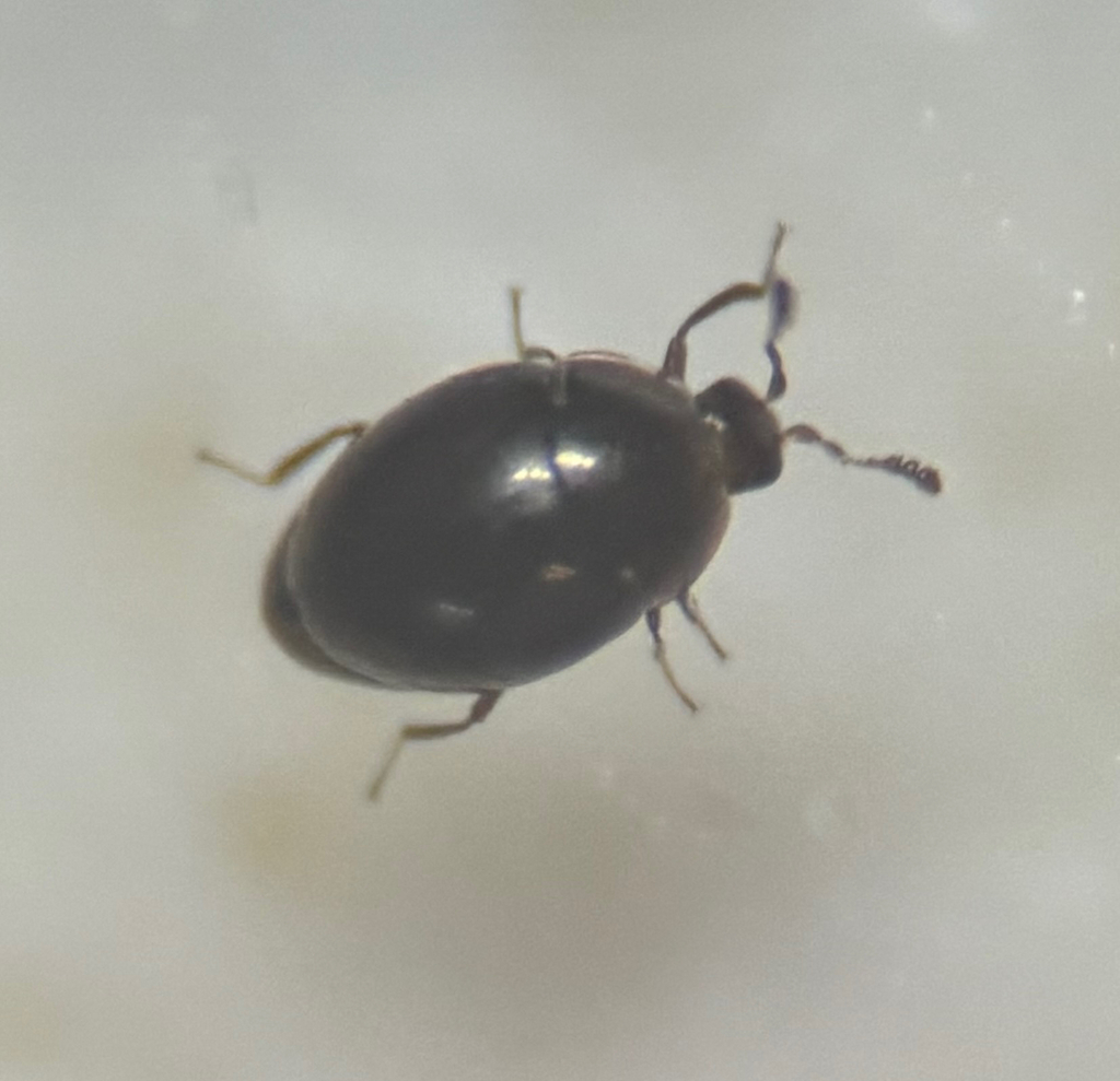 Orthoperus scutellaris