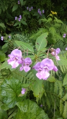 Impatiens sulcata