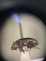 Alphitobius diaperinus