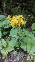 Ligularia amplexicaulis