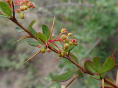 Berberis aristata, photograph (c) Patricia Rose, some rights reserved (CC BY)
