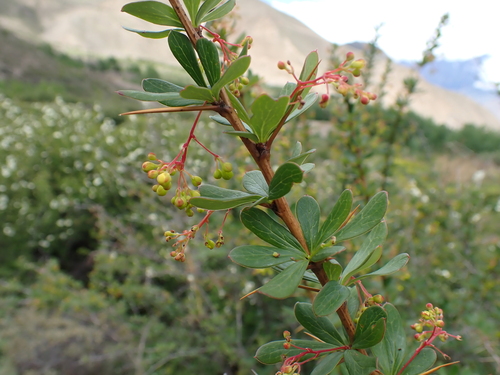 Berberis aristata, photograph 6