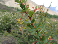 Berberis aristata, photograph (c) Patricia Rose, some rights reserved (CC BY)